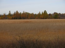 Tamaracks on the west side of the fen