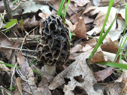 Morels are magical to me.