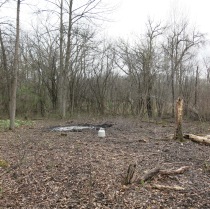 Just beyond the fire ring is a wall of buckthorn and behind that an old irrigation ditch draining the wetland to the north.