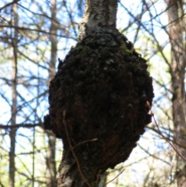 A Chaga Mushroom. Harvest with a screwdriver and hammer!
