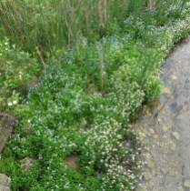 Invasive Forget-me-not and Water Cress at the gaging station bridge