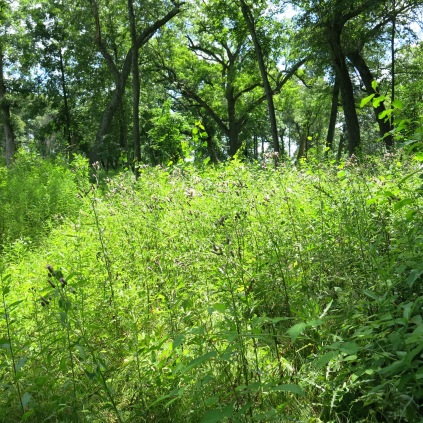 This is a thistle thicket on the cutoff trail